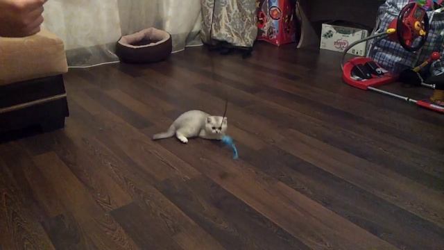 Шотландский котенок. 2 месяца. смотреть онлайн