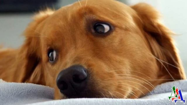 В глазах ПСА было столько ГОРЯ и БОЛИ…Джеку УДАЛИЛИ голосовые связки, чтобы он НЕ БЕСПОКОИЛ соседей смотреть онлайн