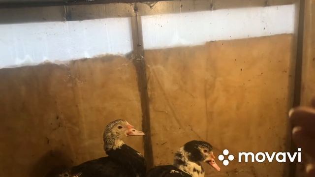 Содержание индоуток зимой. Самый теплый вариант курятника. смотреть онлайн