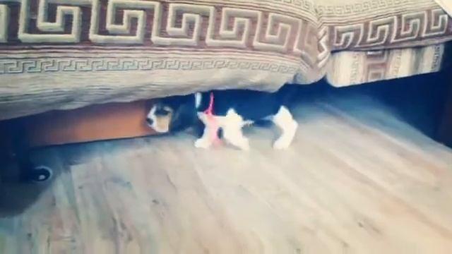 Щенок бигль смотреть онлайн