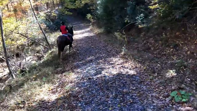 Maddie riding Fable-10/2018 смотреть онлайн