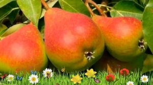 Груша плодовая Северянка краснощекая ? Посадка и уход. саженцы, крупномеры груши: особенности сорта