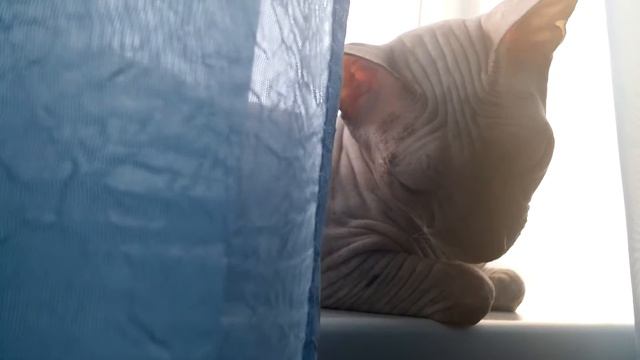 Фиса и окно