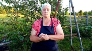 Опасен ли ОВЕС для кур. Польза овса для кур несушек.