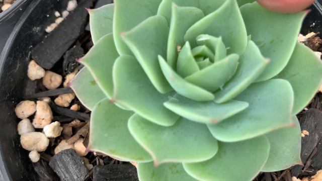 Suculentas à venda | Com identificação смотреть онлайн