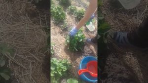 Обработка клубники  от белокрылки !