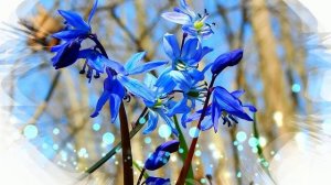 Футаж. Весенние цветы 4