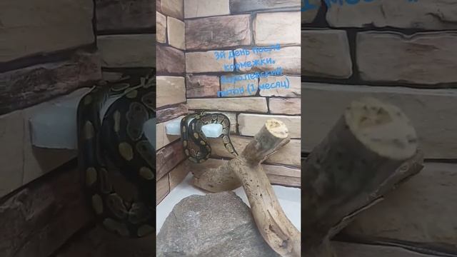 королевский питон. 3й день после кормежки смотреть онлайн
