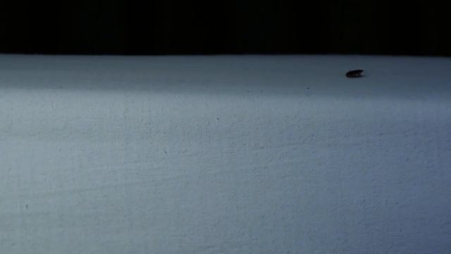 Стратегия выживания - Часть 1. Бесконечный отбор: Брачная игра - Документальный фильм смотреть онлайн