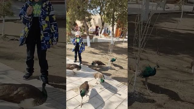 Павлины в саду Мохи Хоса #uzbekiston смотреть онлайн