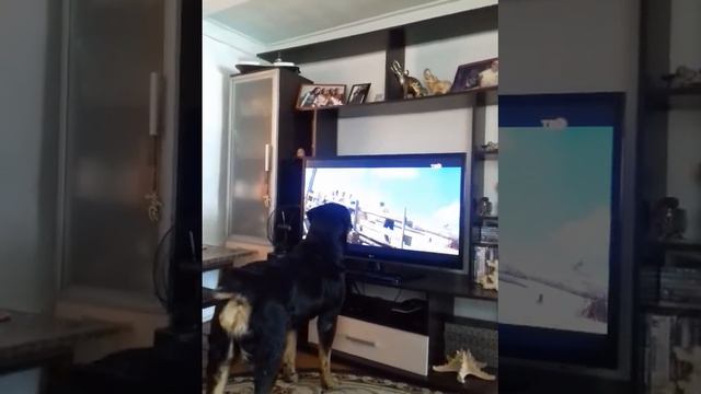 Собака смотрит телевизор смотреть онлайн