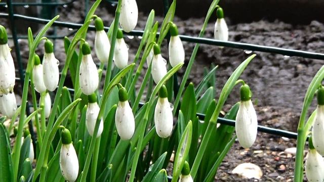 Подснежники в Январе Крым 2023 смотреть онлайн