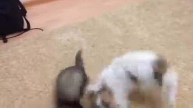 Хорек охотится на собаку смотреть онлайн