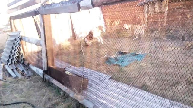 Бой лабрадора и алабая смотреть онлайн