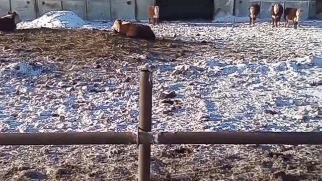 Бычки Герефорды. КРС. Коровы. Телята. Ферма. Продажа. Россия смотреть онлайн
