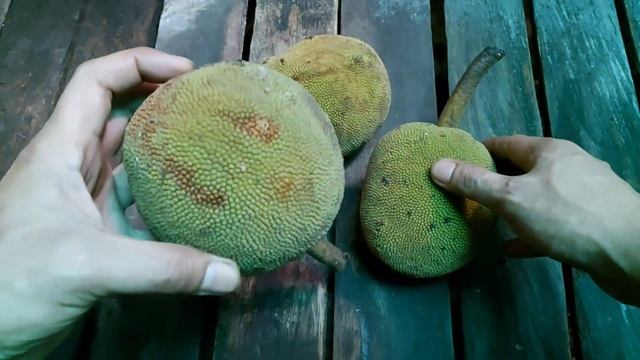 Artocarpus mutabilis смотреть онлайн