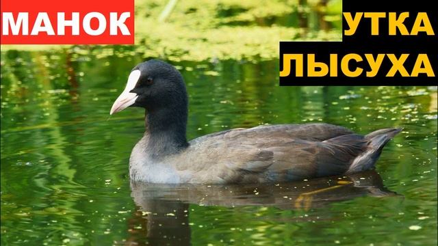 ?ЗВУК (ГОЛОС) УТКА ЛЫСУХА 2 смотреть онлайн