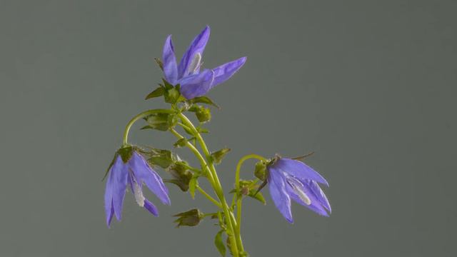 Bellflower Blossom - Timelapse