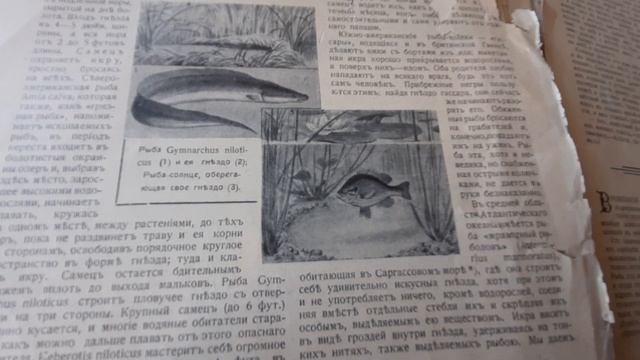 и у рыб бывают гнёзда ПРИРОДА И ЛЮДИ за 1913 год ПОДВОДНЫЙ МИР Tatar Cinema International смотреть онлайн