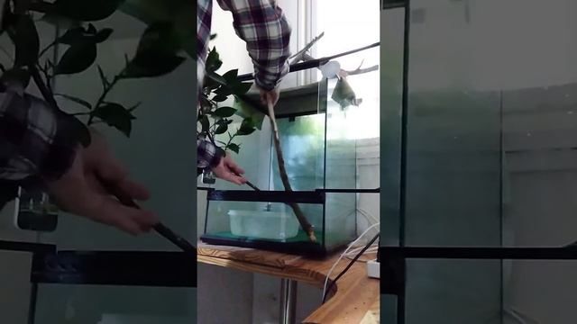 Обыкновенный удав (Boa Constrictor). Меняем итнерьер террариума. Ч. 2