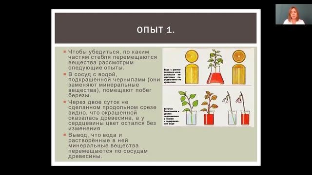 Биология 6 класс 23-24 недели. Транспорт веществ в организме растений смотреть онлайн