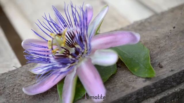 Passiflore x belotii Perfume Passion® by clematite.net - Spécialiste des plantes de jardin смотреть онлайн