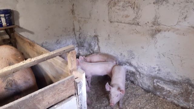 Квартирантка созрела // искуственное осеменение// петрен дюрок смотреть онлайн