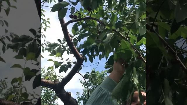 Schenectady cherry garden ? смотреть онлайн