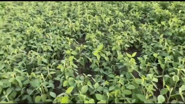 Соя 22 июня. Тест: норма высева, дата высева смотреть онлайн