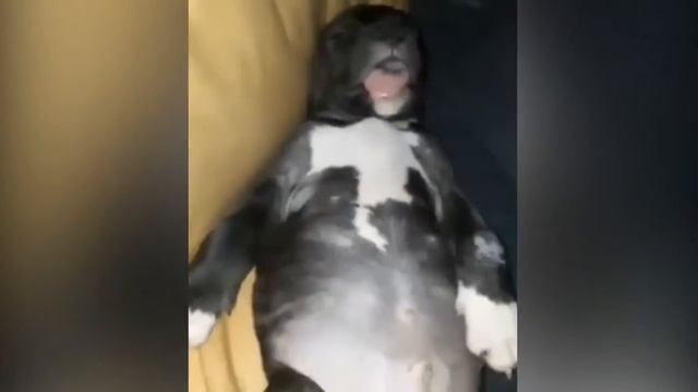 Собака храпит как человек смотреть онлайн