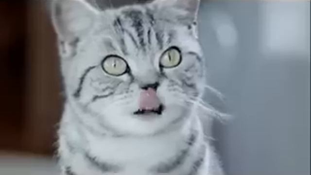 Новые сочные кусочки Whiskas. Наконец-то мой смотреть онлайн