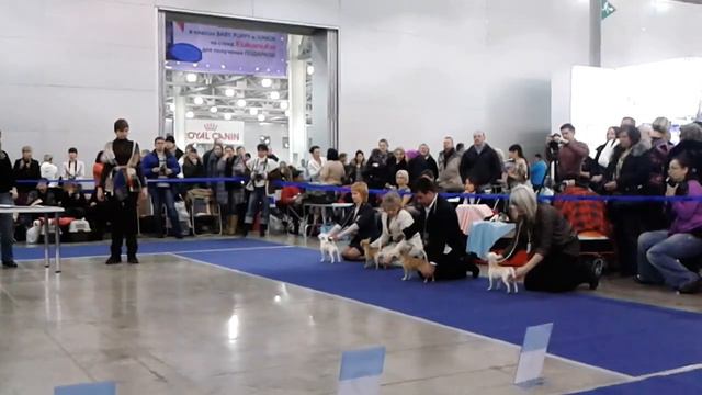 Евразия 2013-1. Чихуахуа к\ш. Кобели. Класс промежуточный. 4 смотреть онлайн