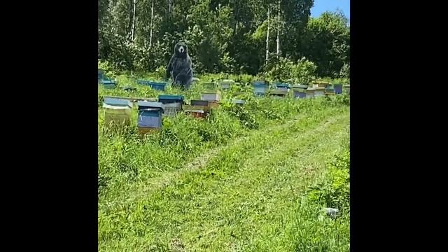 Кочевка на дягиль, горная Шория, в гости к Матюшкину по дороге и товарищу пчеловоду. смотреть онлайн