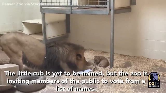 Denver Zoo lion cub meets dad for the first time смотреть онлайн