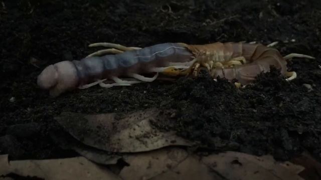 Scolopendra gigantea molting смотреть онлайн