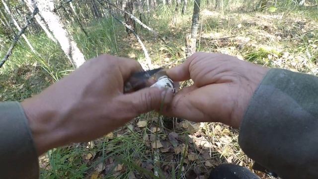 Сбор белых грибов, полным ходом. Полно грибов.??? смотреть онлайн