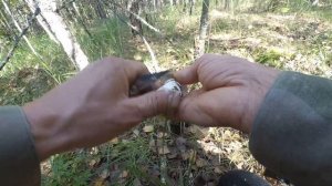 Сбор белых грибов, полным ходом. Полно грибов.???