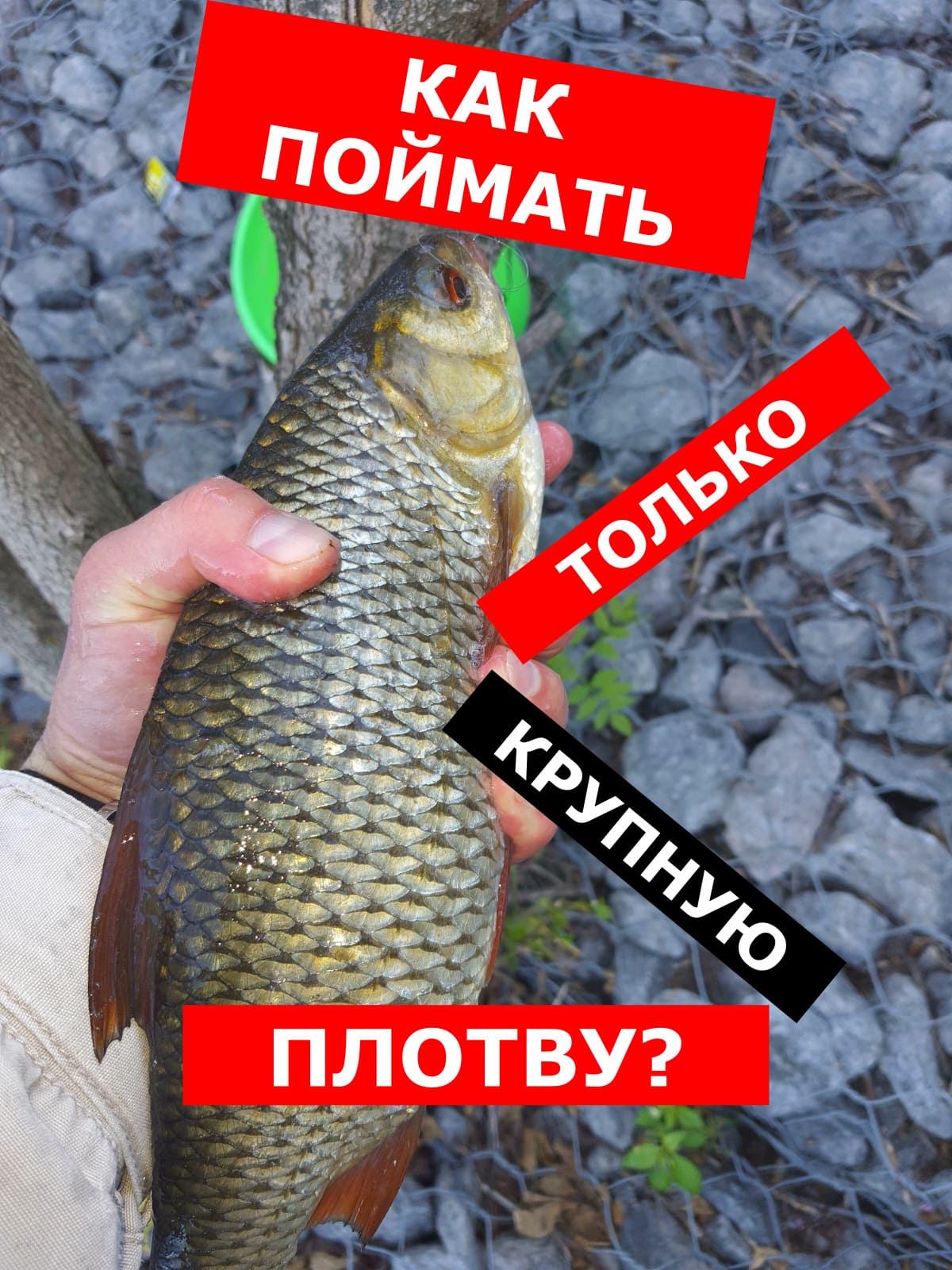 КАК ЛОВИТЬ ТОЛЬКО КРУПНУЮ ПЛОТВУ? | ПРИКОРМКА ДЛЯ КРУПНОЙ ПЛОТВЫ | СЕКРЕТЫ ЭКСПЕРТА | ЛОВЛЯ ПЛОТВЫ смотреть онлайн