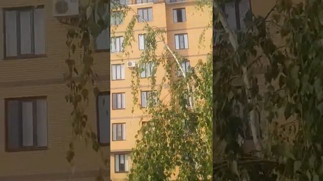 г.Грозный . улице. Розы Люксембург. / Плакучая ива. / смотреть онлайн