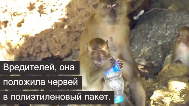 Ученые обнаружили червей, поедающих пластик смотреть онлайн