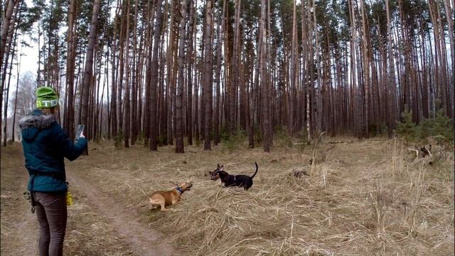 Щенок бультерьера нашел родного брата. Встреча спустя 4 месяца. Бои бультерьеров. смотреть онлайн