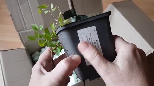 Распаковка посылки с растениями  из питомника Garden Plants
