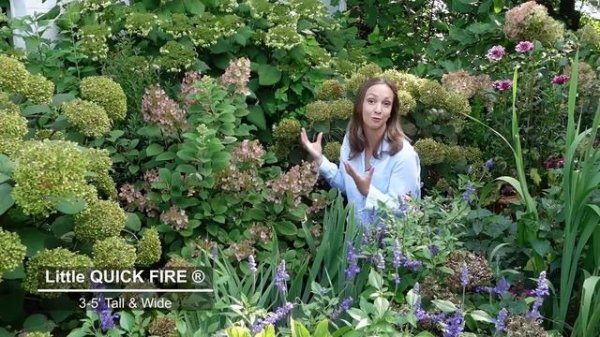 Panicle Hydrangeas for Every Garden!!! Hardy Hydrangea Tour & Talk???