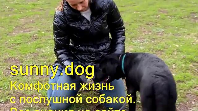 гиперактивная собака важный момент смотреть онлайн