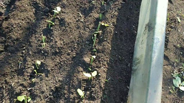 Садим черенки роз под зиму. смотреть онлайн