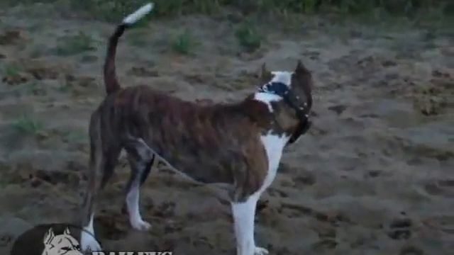 way Pit Bull смотреть онлайн