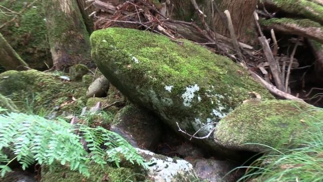 Canon LEGRIA-VIXIA HF G50 Test смотреть онлайн