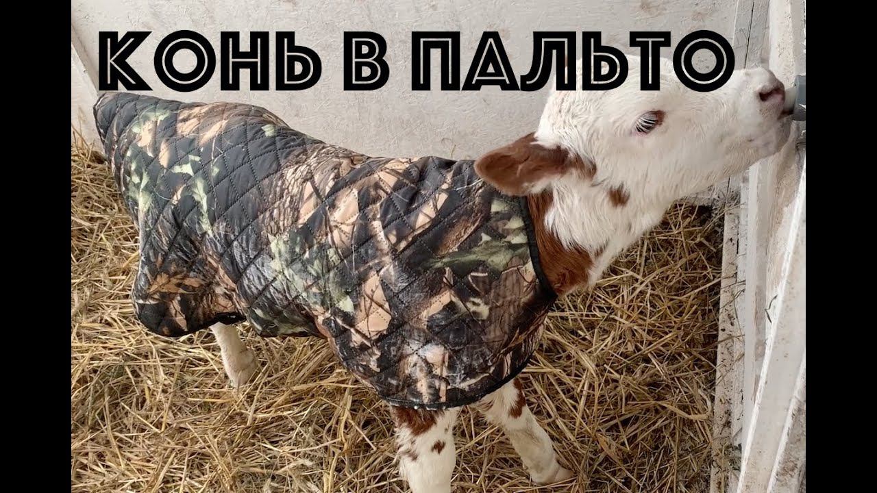 Зимний день на ферме КФХ 