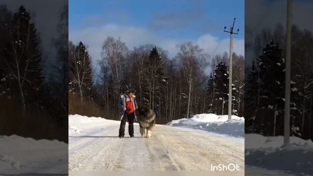 Байрак Азскас Топыч. Кавказская овчарка