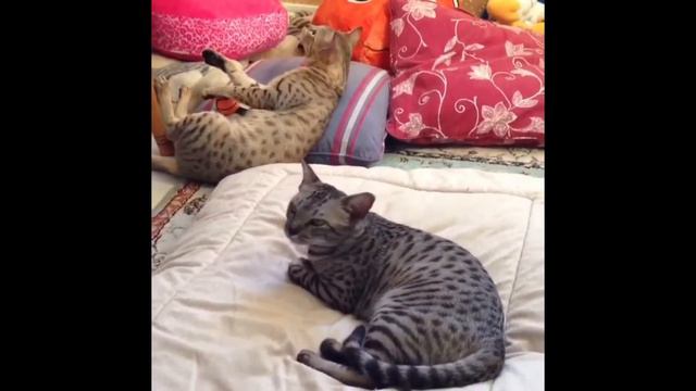 A1Savannahs' babies in Brazil смотреть онлайн
